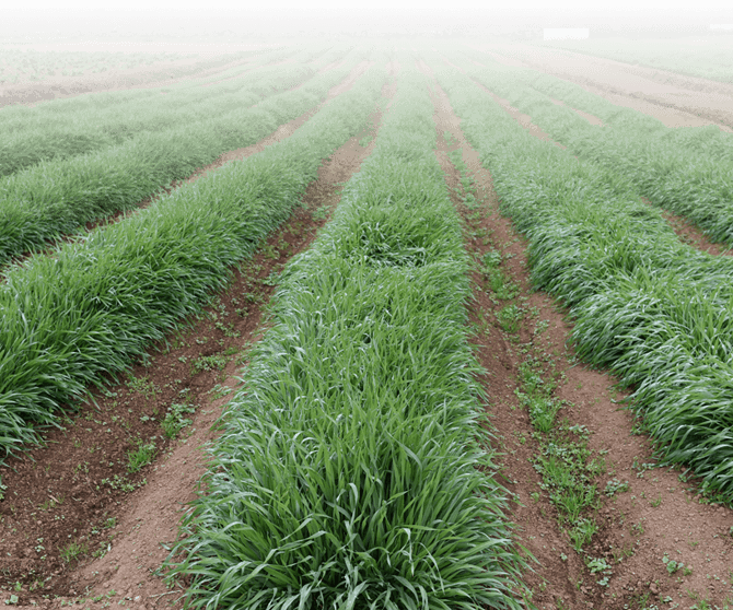 栽培期間中農薬不使用の大麦若葉とケール